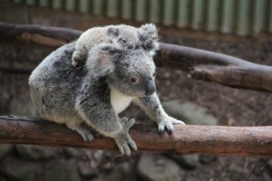 koala with baby