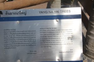 yang-na-yai-agaci